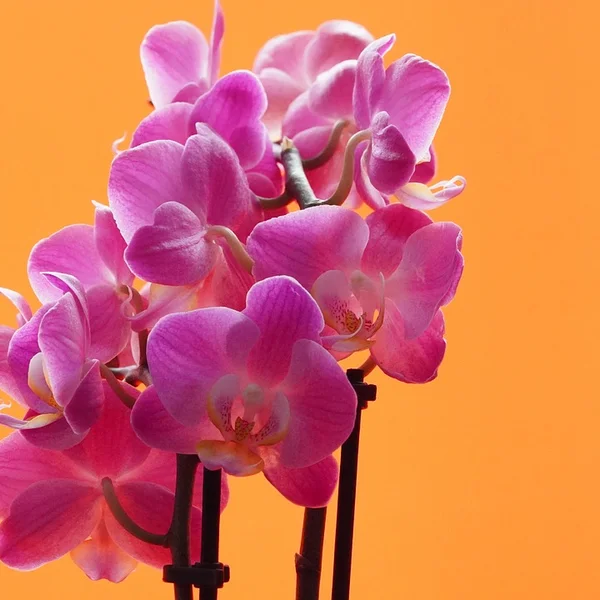 亚洲必赢棋牌游戏